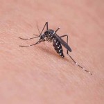 toddler-mosquito-bites